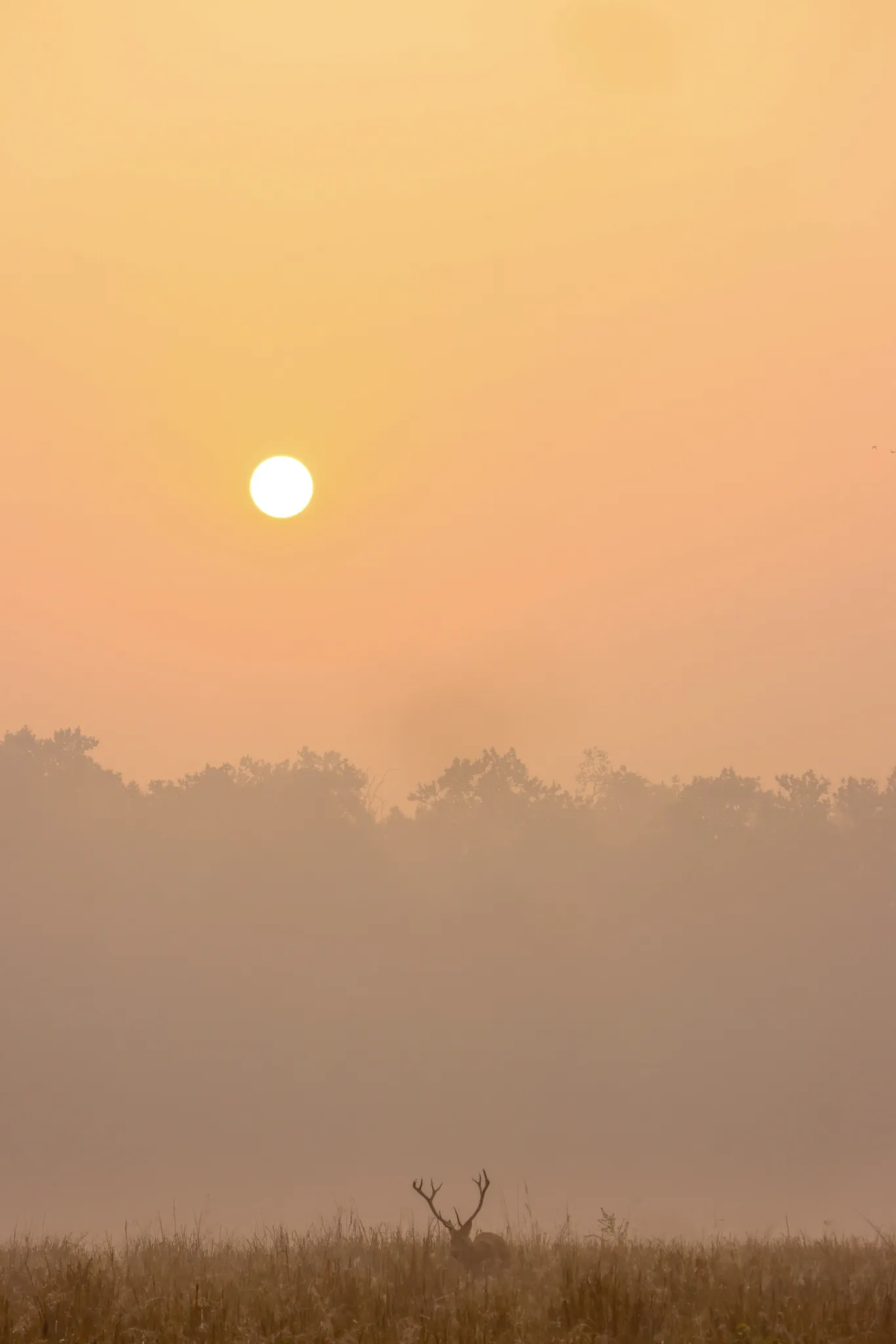 Quintessential Kanha winters, Barasingha in meadow during sunrise