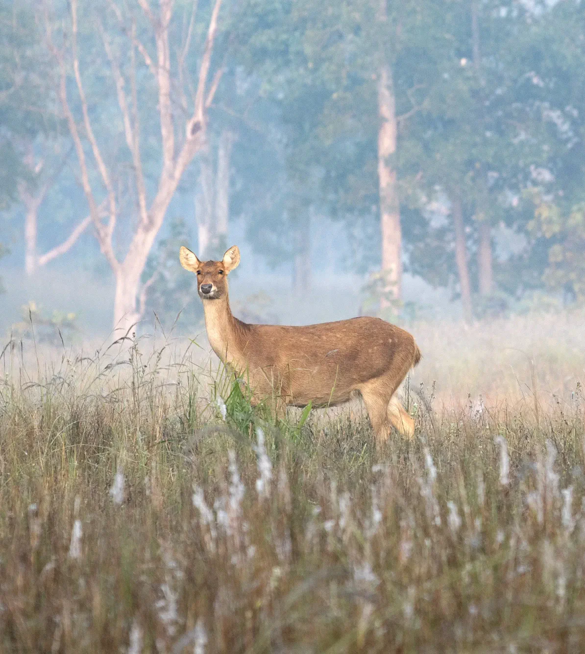 Did you know that after breeding, the female Barasingha makes a nest or a bed kind of structure in tall grass to give birth to her young ones? These hidden nursery pockets are one of the reasons Kanha’s meadows play such a crucial role in this species’ survival.