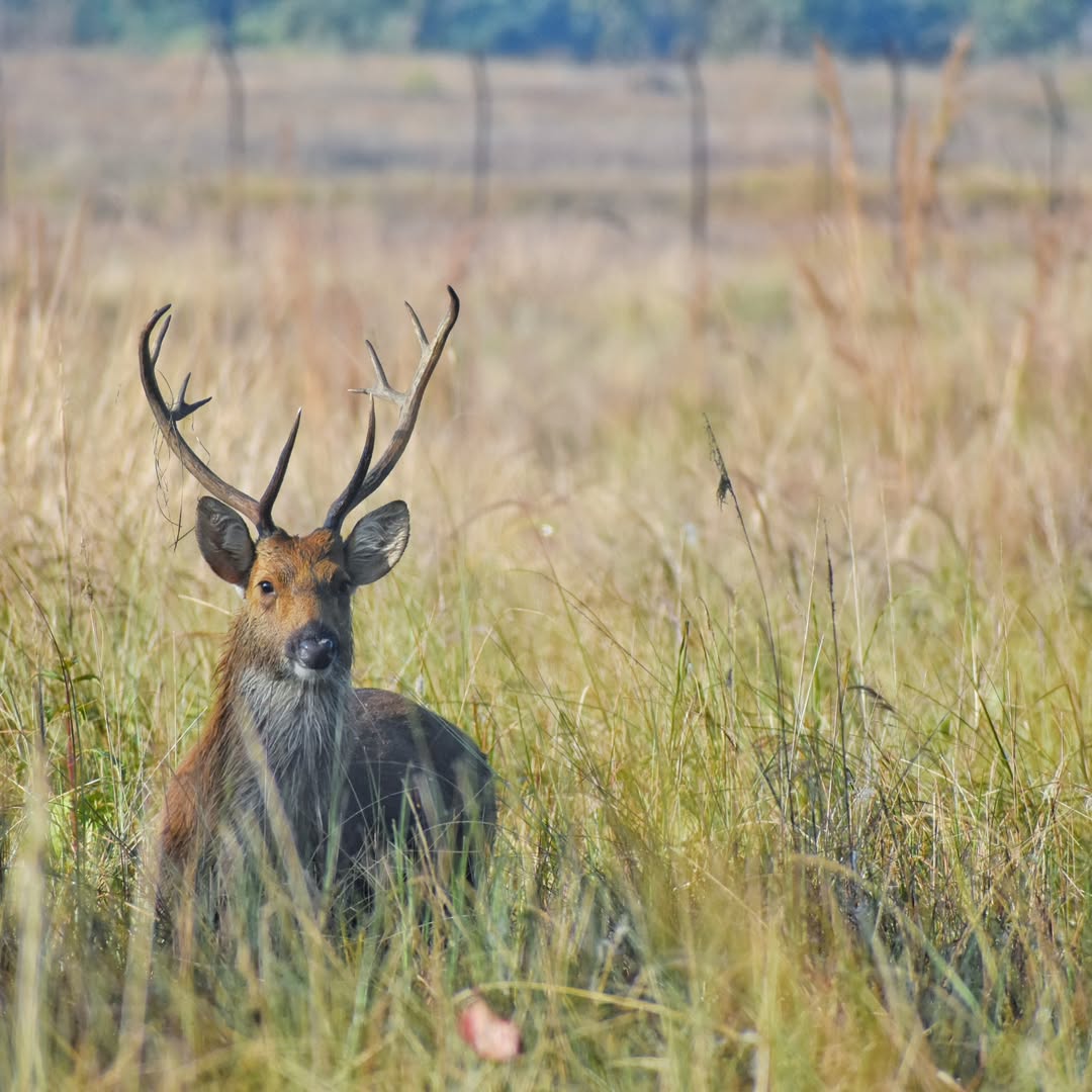 A Day in Kanha: Tigers, Barasingha and the quiet magic of the forest