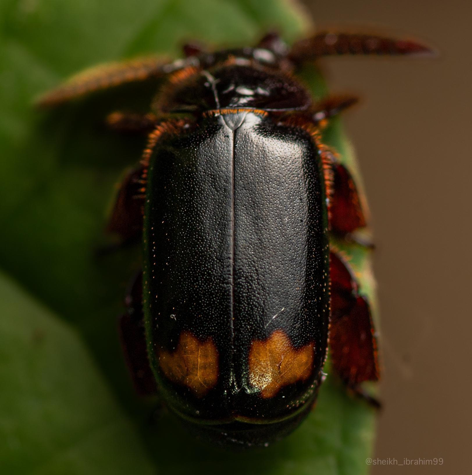 Cerapterus latipes dorsal view