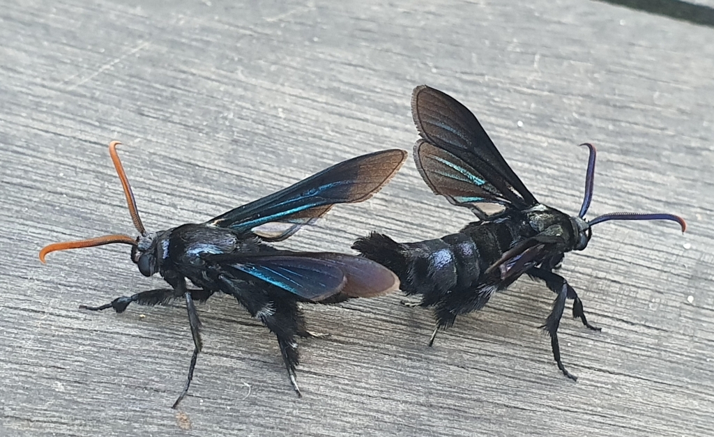 The Wasp Illusion