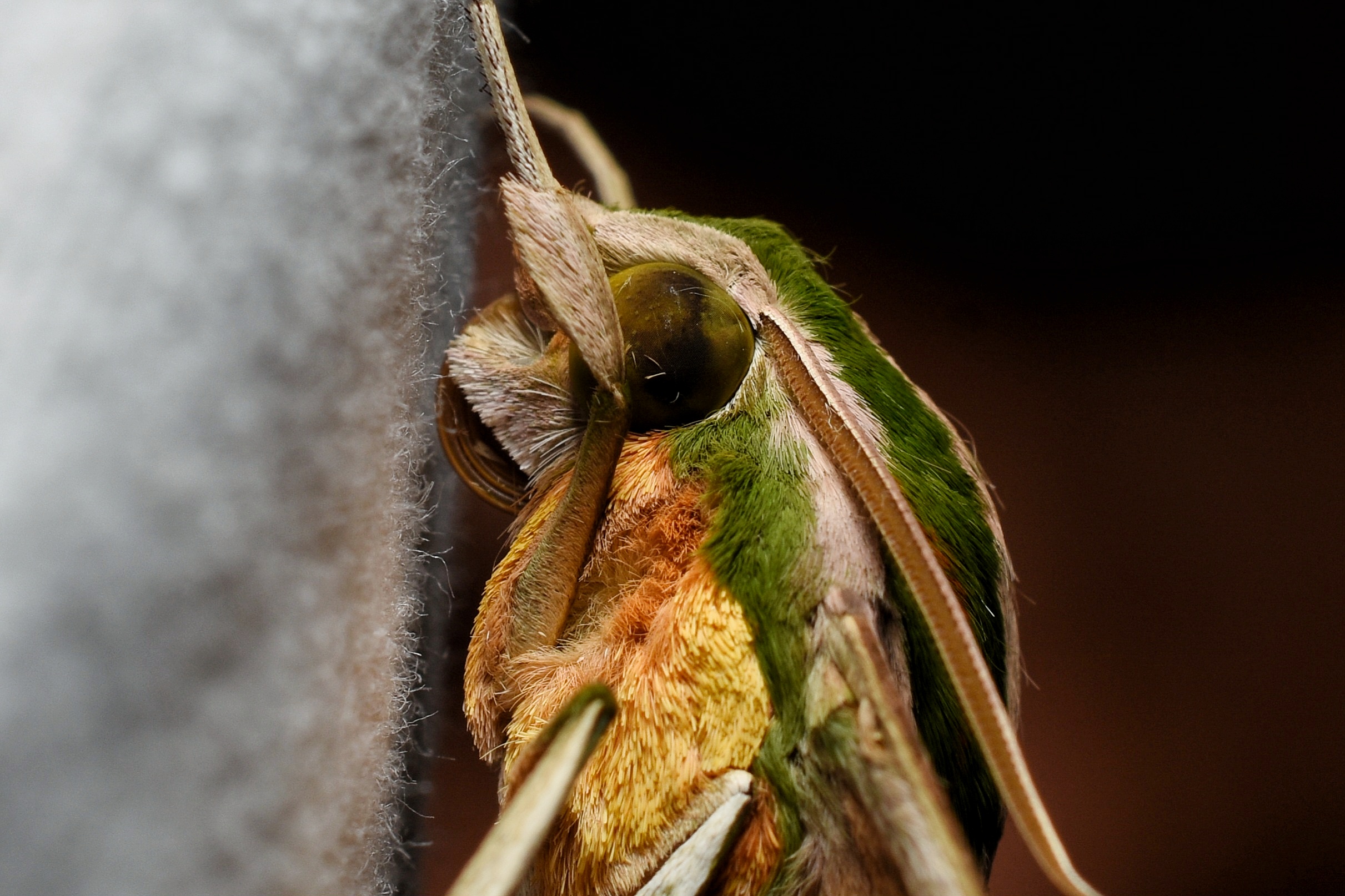 Where the night reveals its silent pollinators