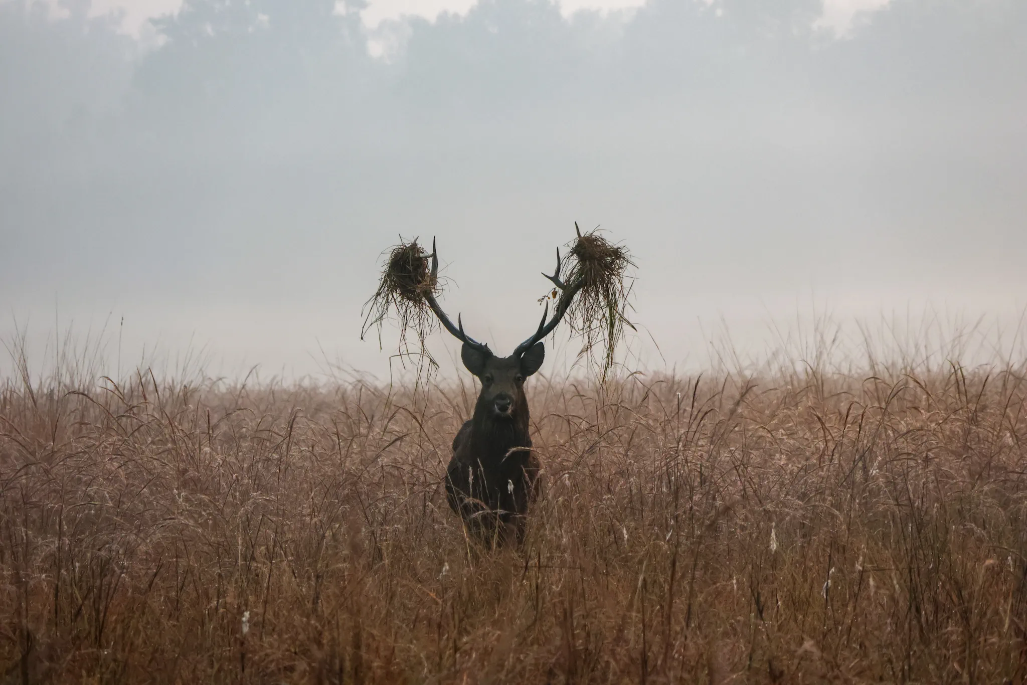 Kanha's winter magic