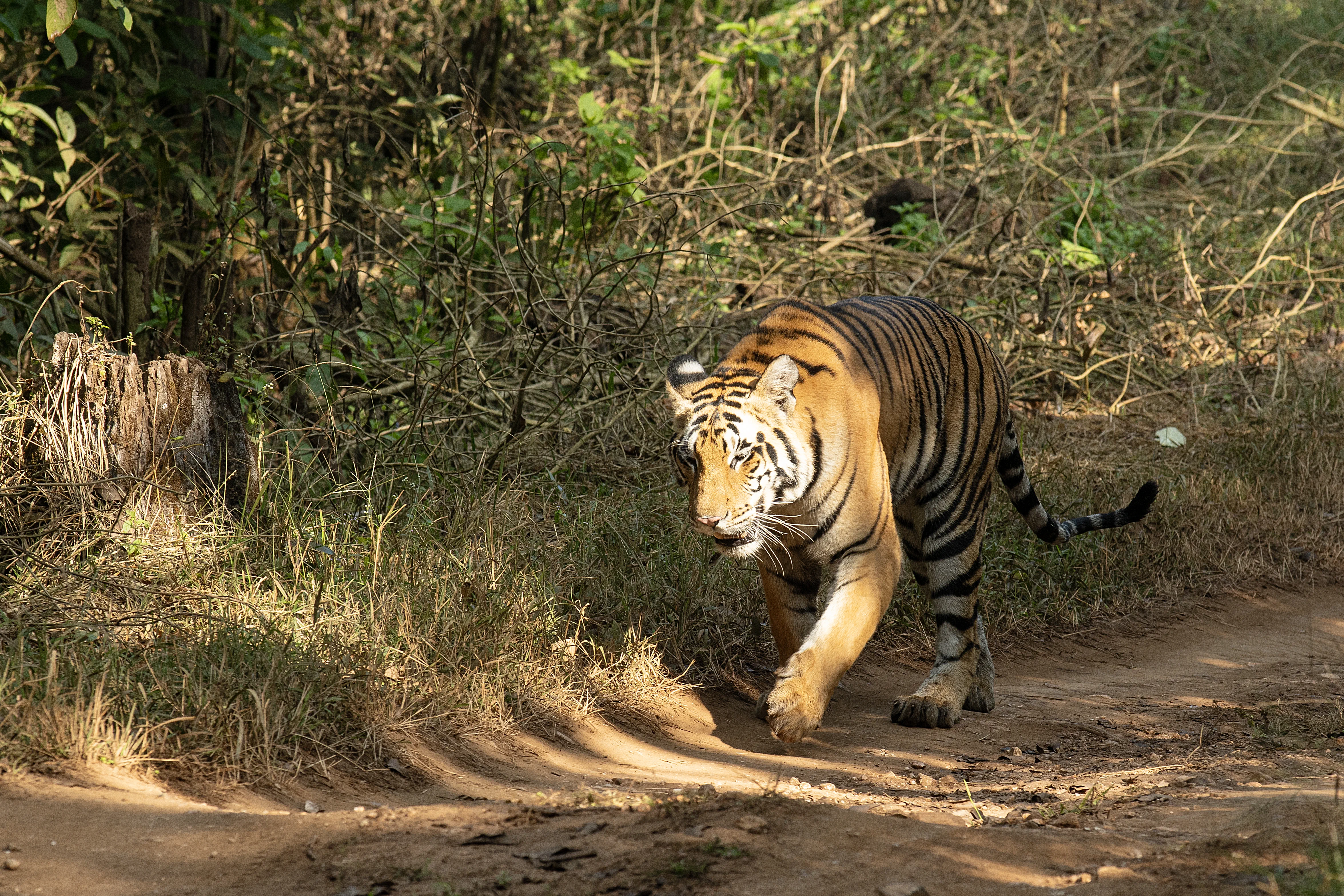 Best months to see tigers in Kanha