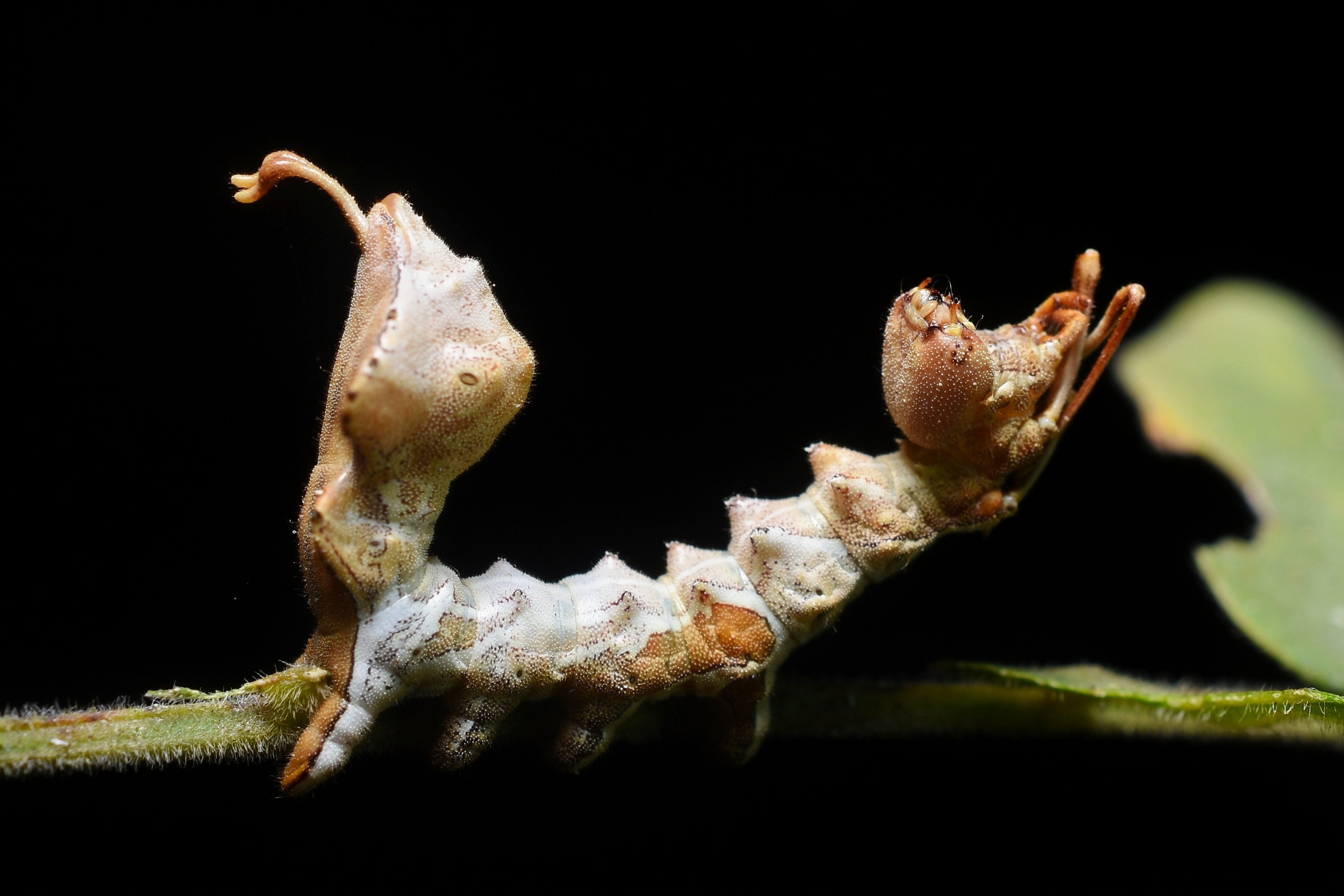 Defensive Mechanism of Lobster Caterpiller Moths Larva 1