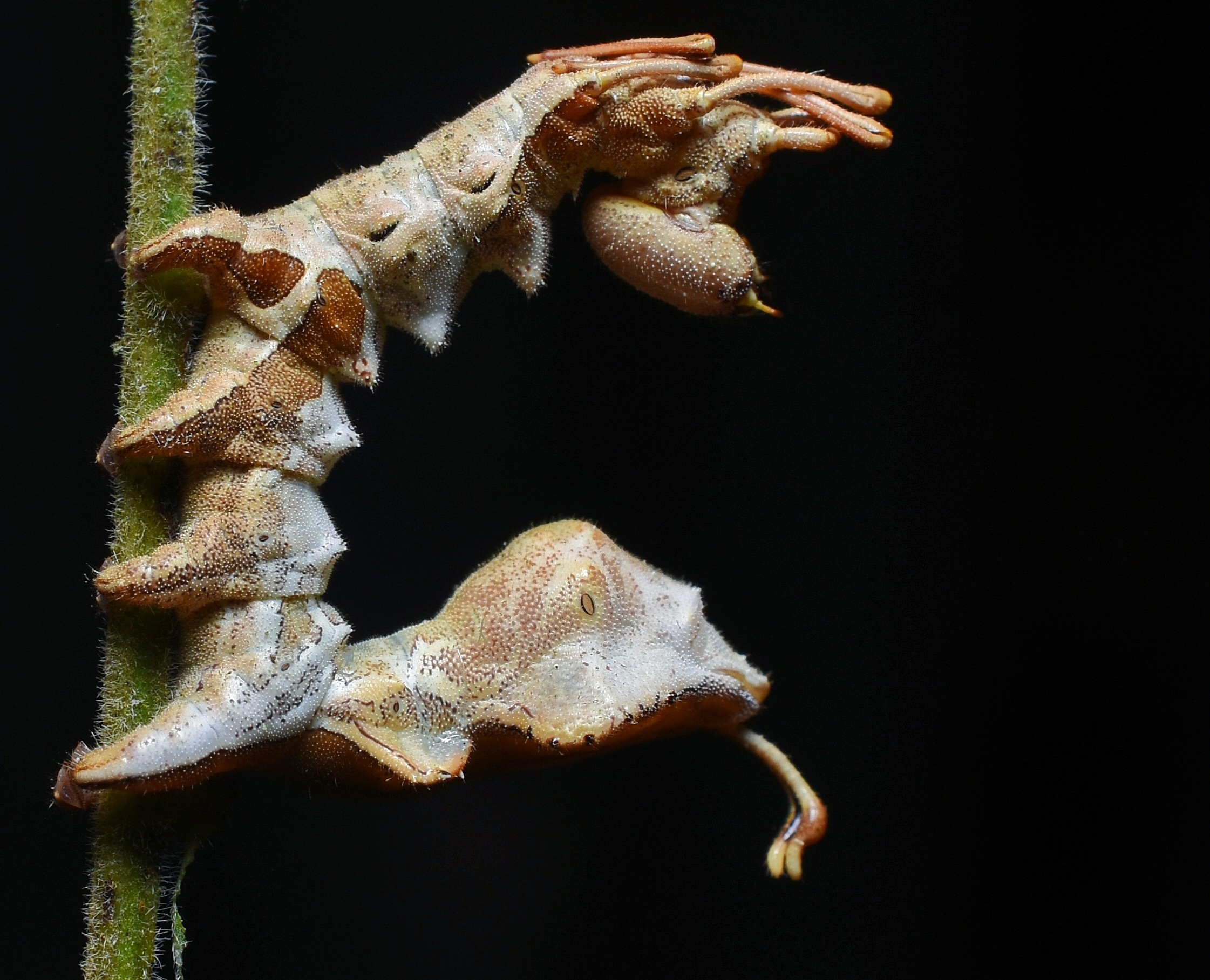 Defensive Mechanism of Lobster Caterpiller Moths Larva 2