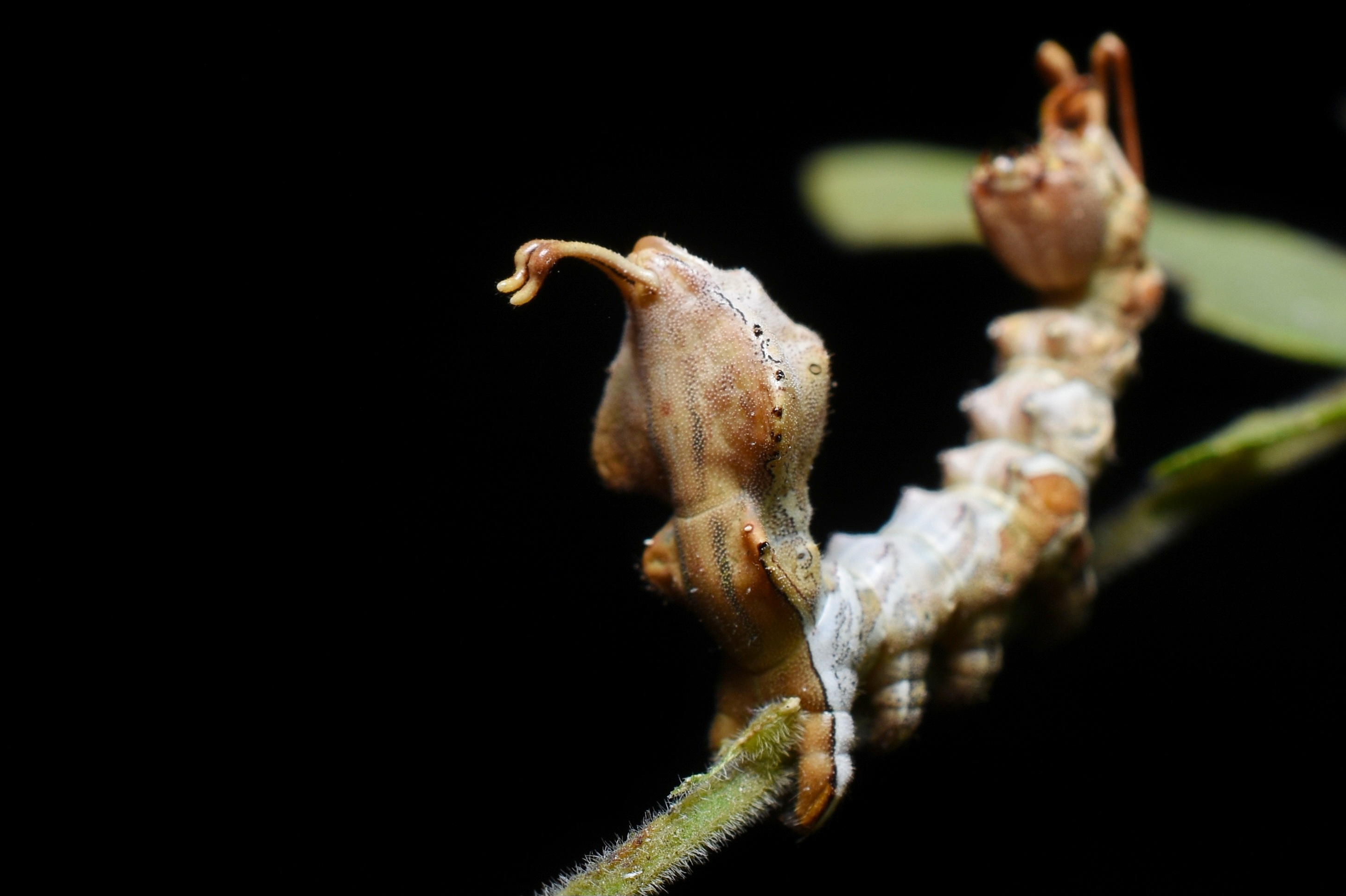 When a caterpillar turns into a spider - a night trail story image