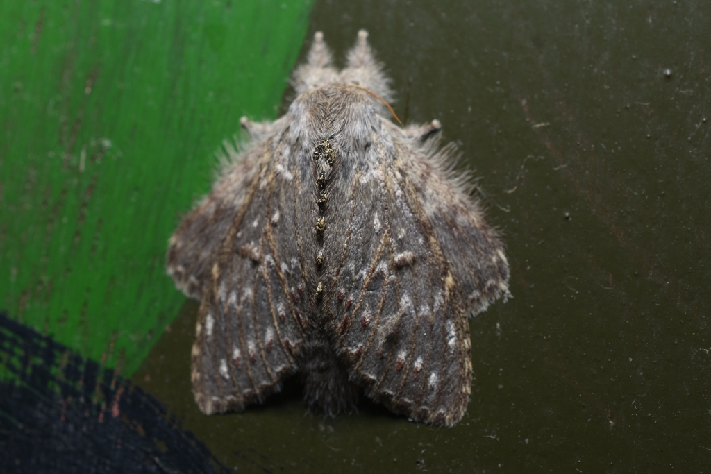 Adult Moth of Lobster Caterpiller Moth