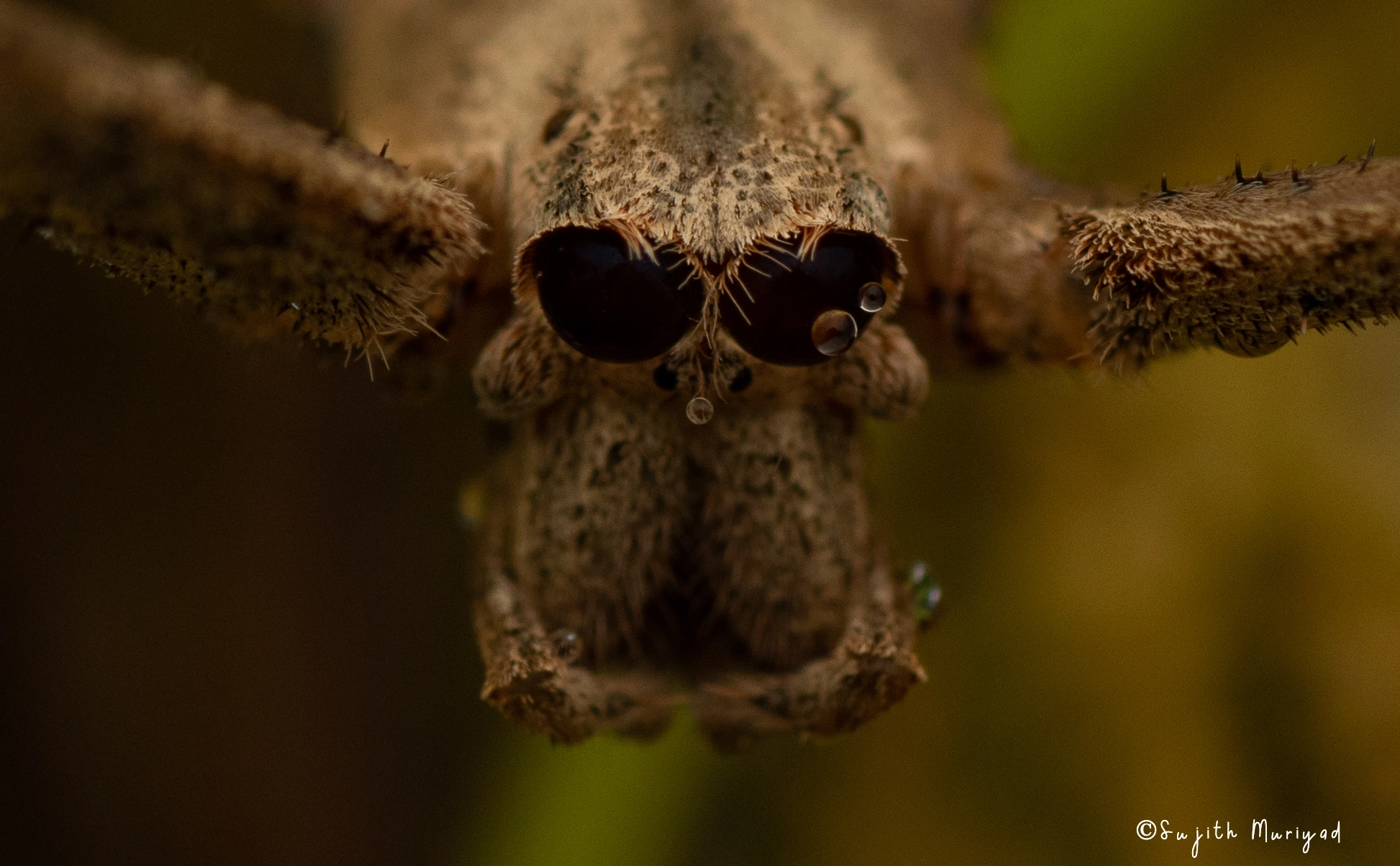 The Night Stalker of Central India image