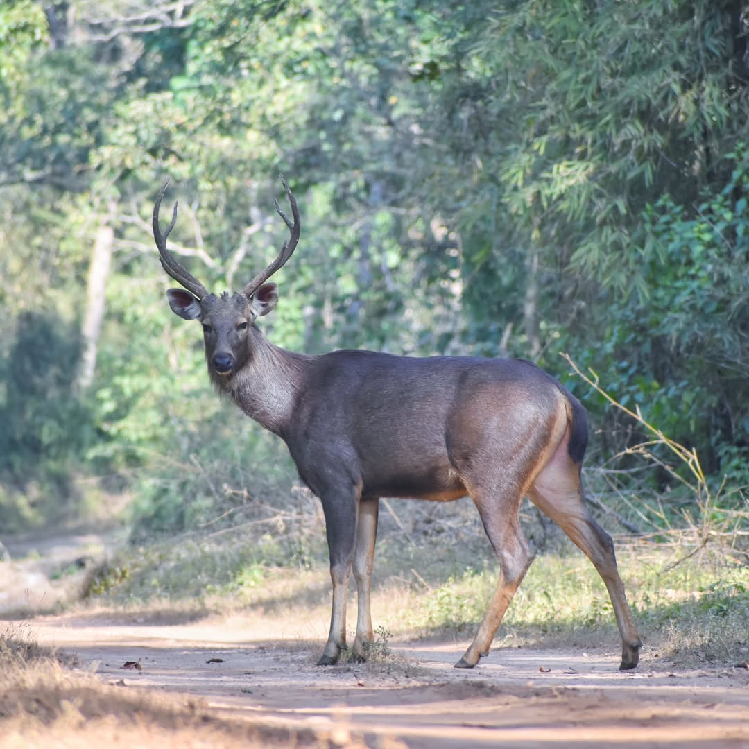 Sambar on the forest track