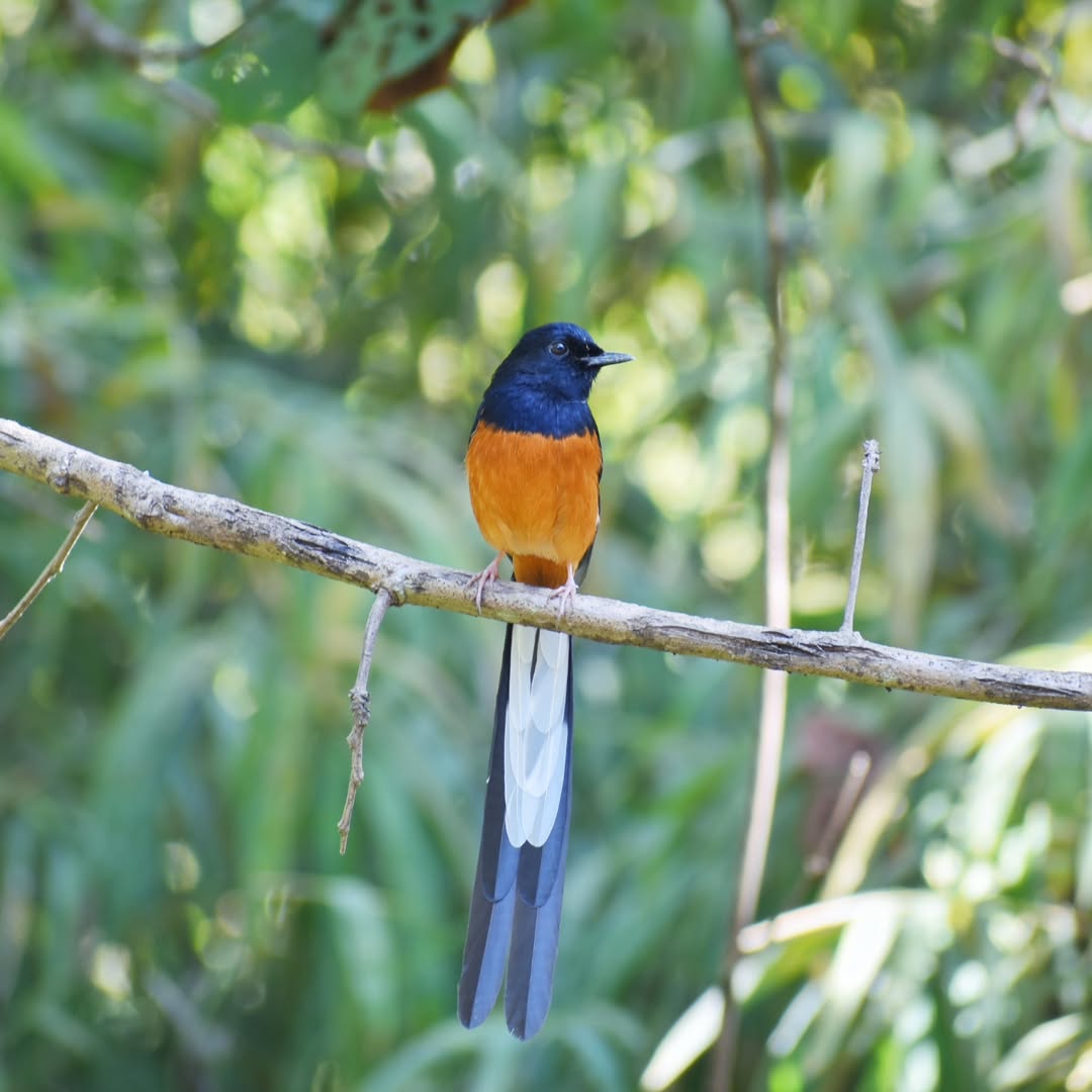 White rumped shama