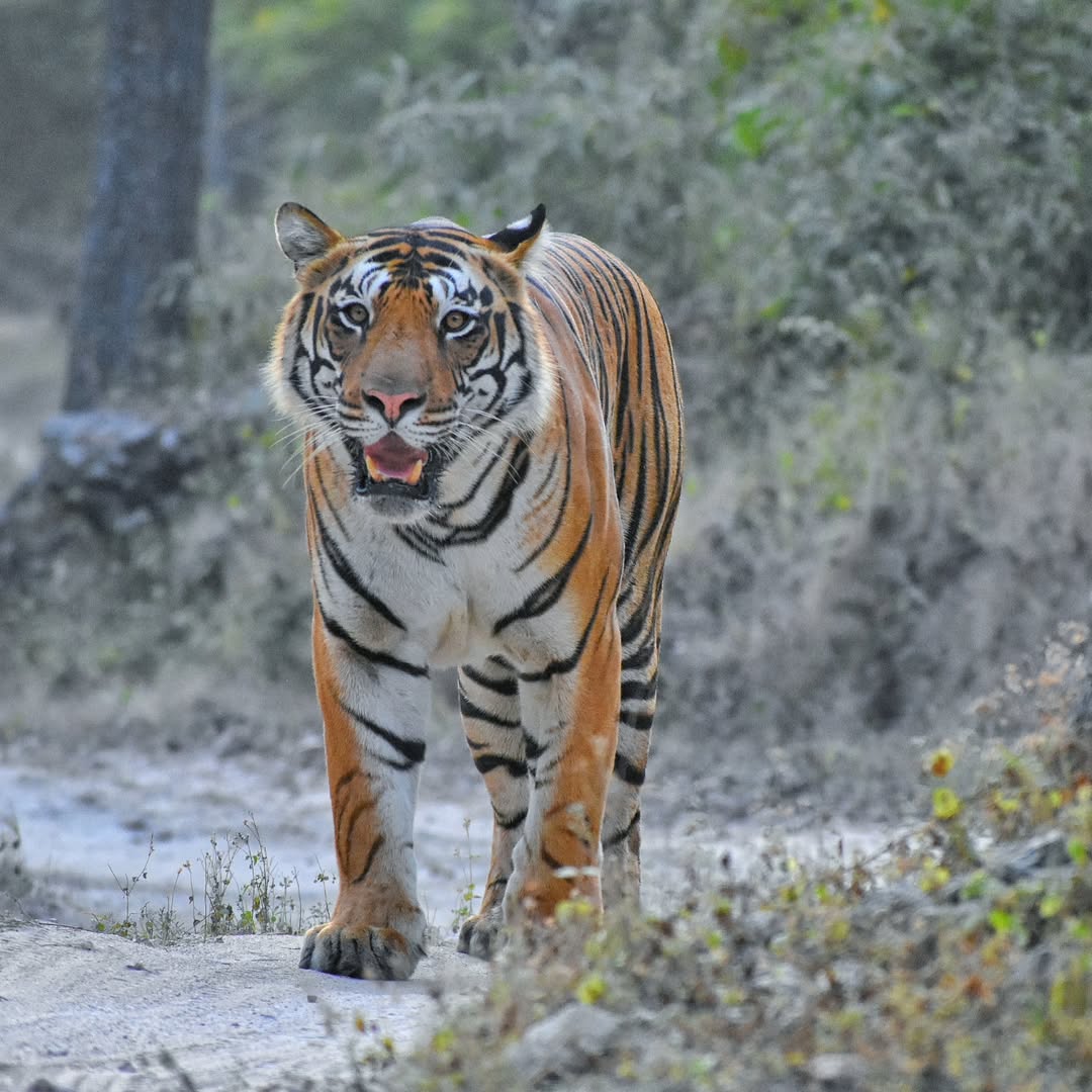 Tiger walking toward the camera