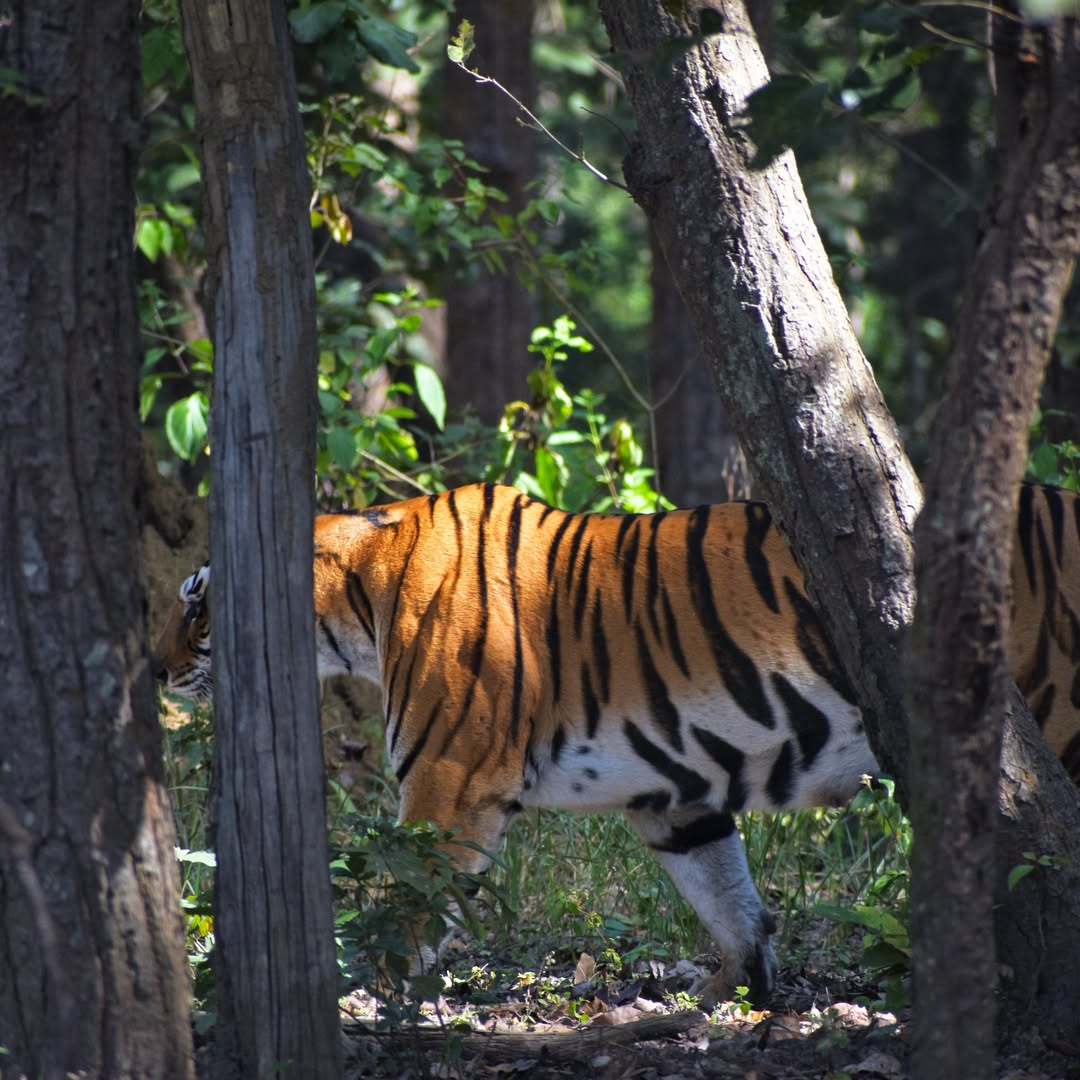 Tiger disappearing into forest