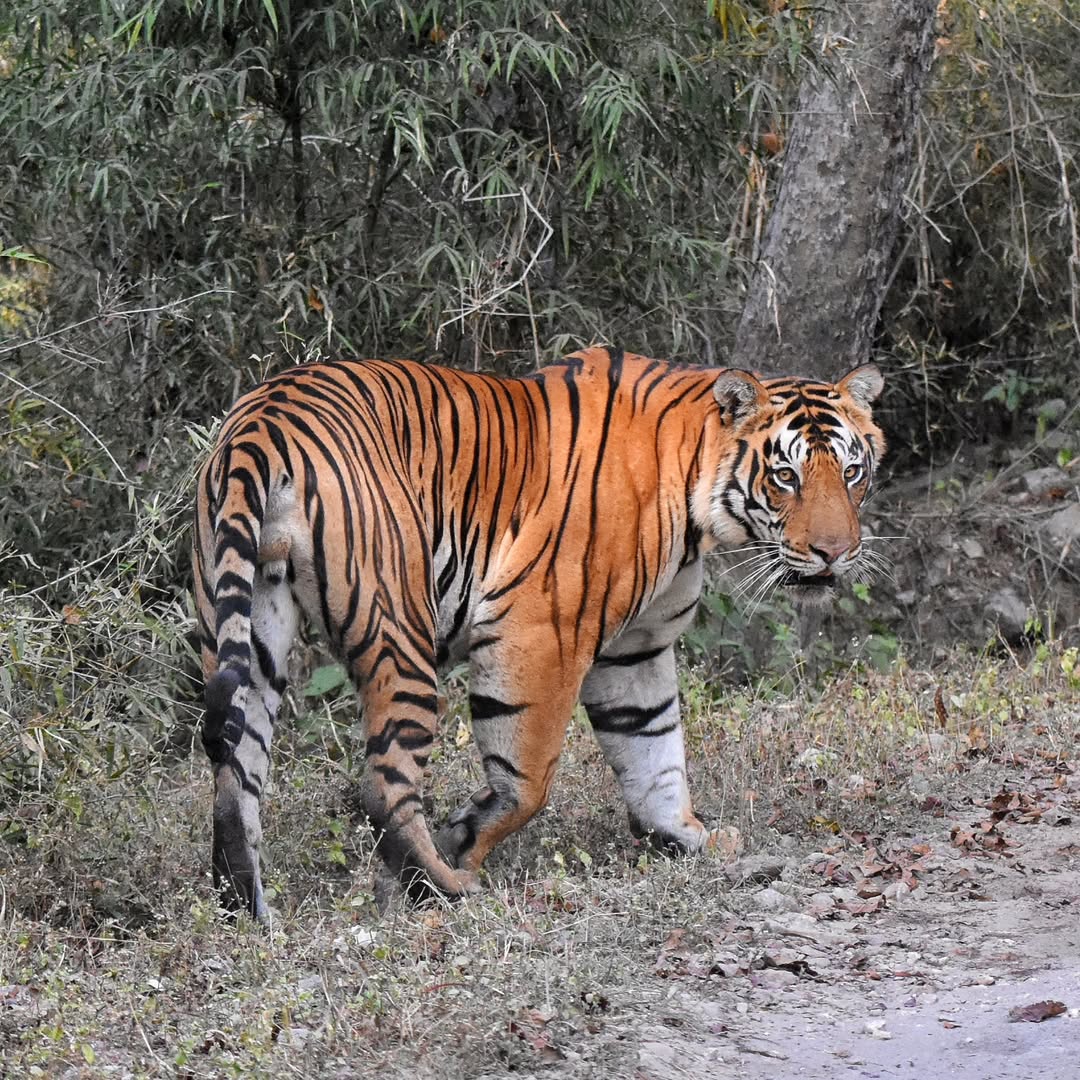 Tiger in Kisli
