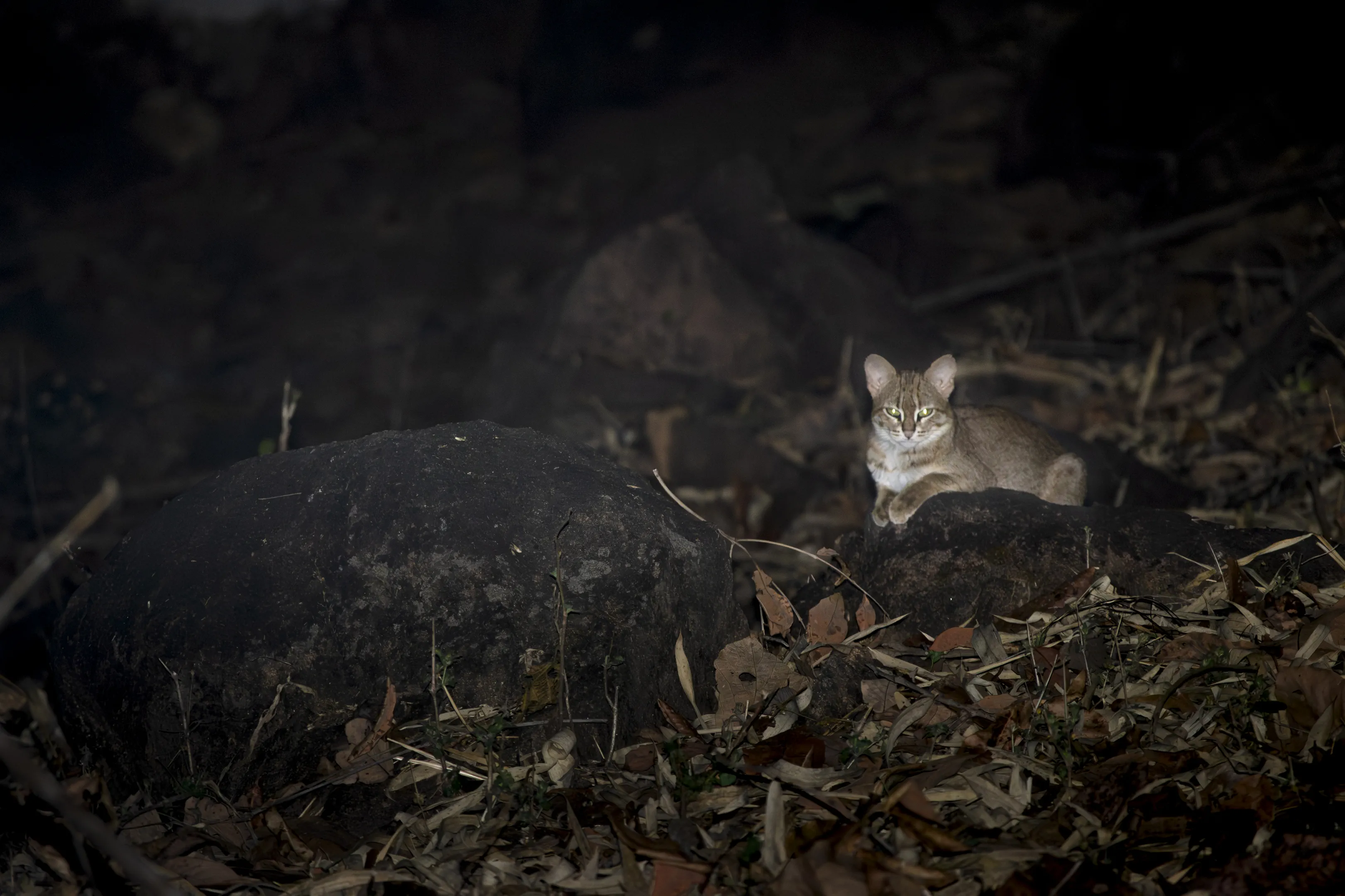 Rusty spotted cat image