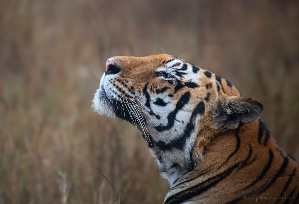 Breaking the Tiger Jinx image