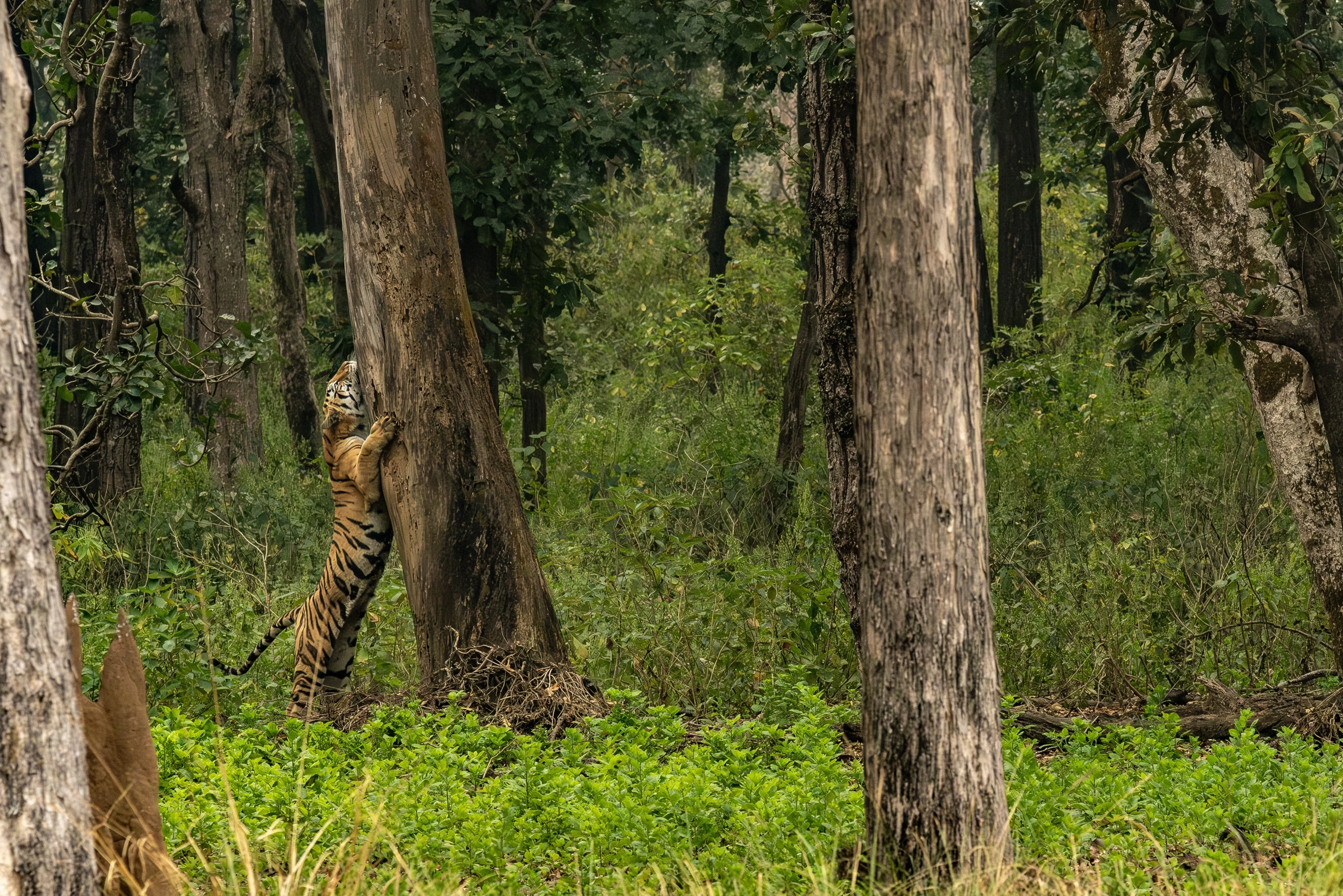 When the Tiger goes full vertical... image