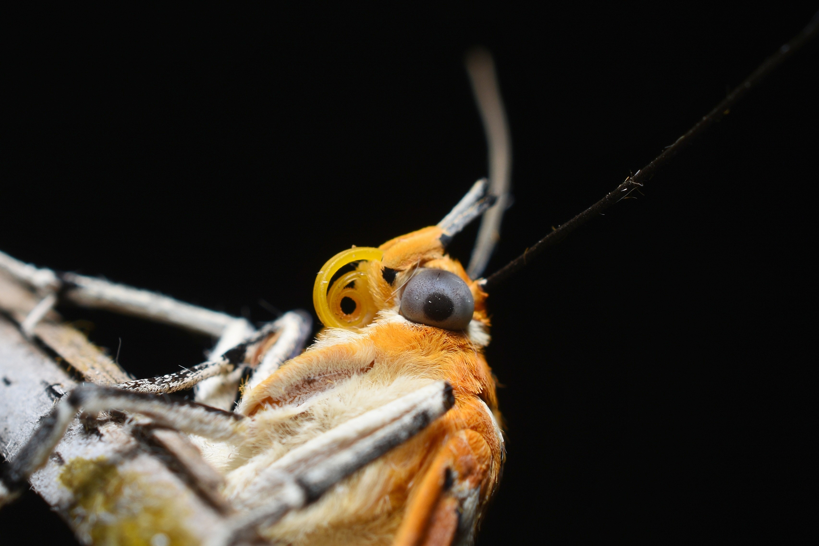 Asota ficus Proboscis