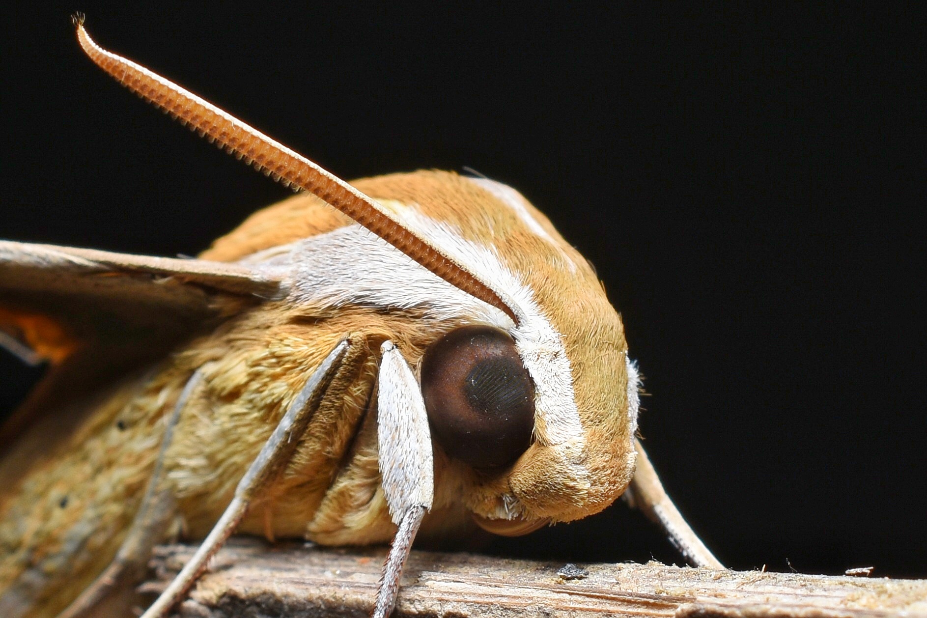 Brown banded Hunter Hawk Moth Proboscis