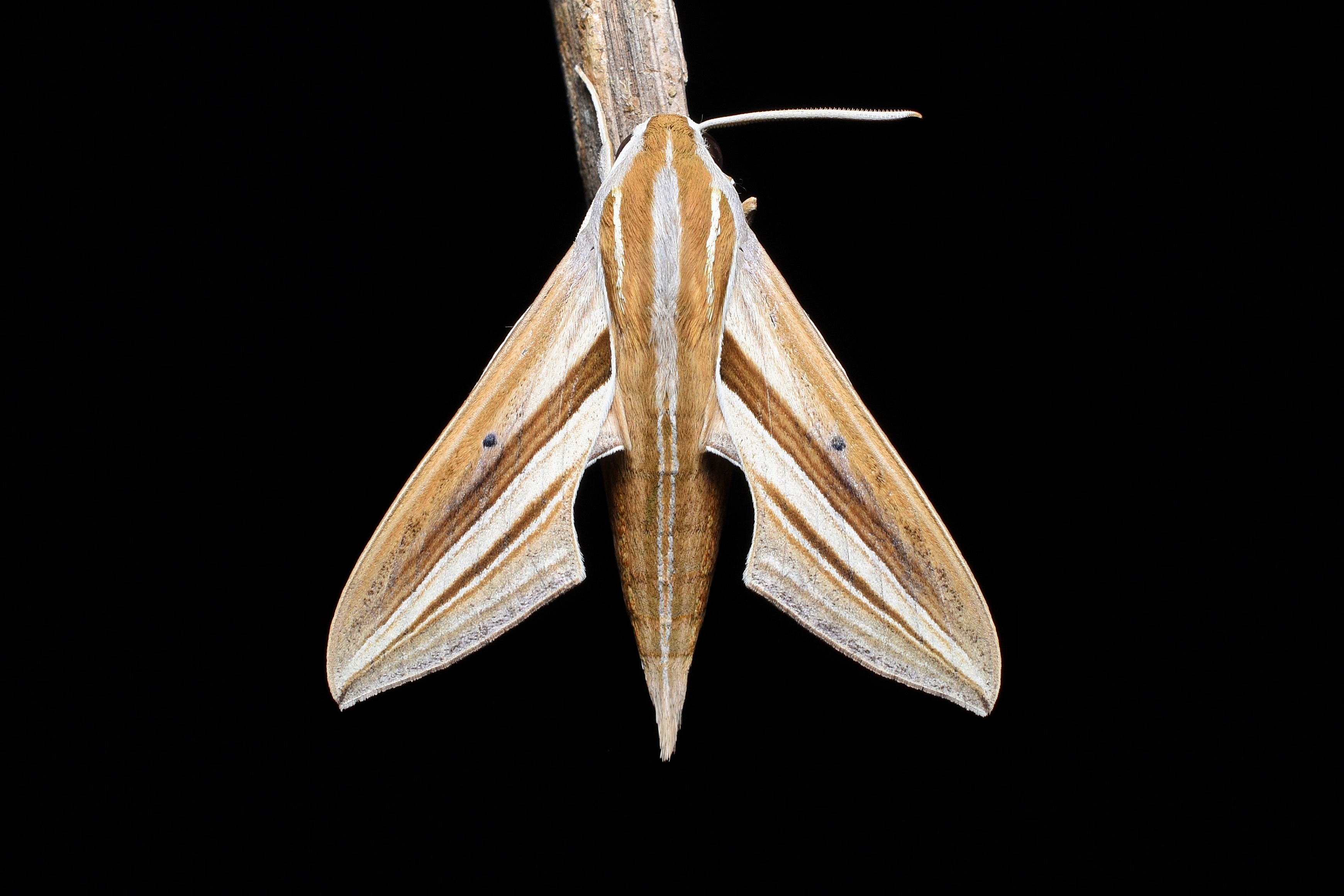 Brown banded Hunter Hawk Moth