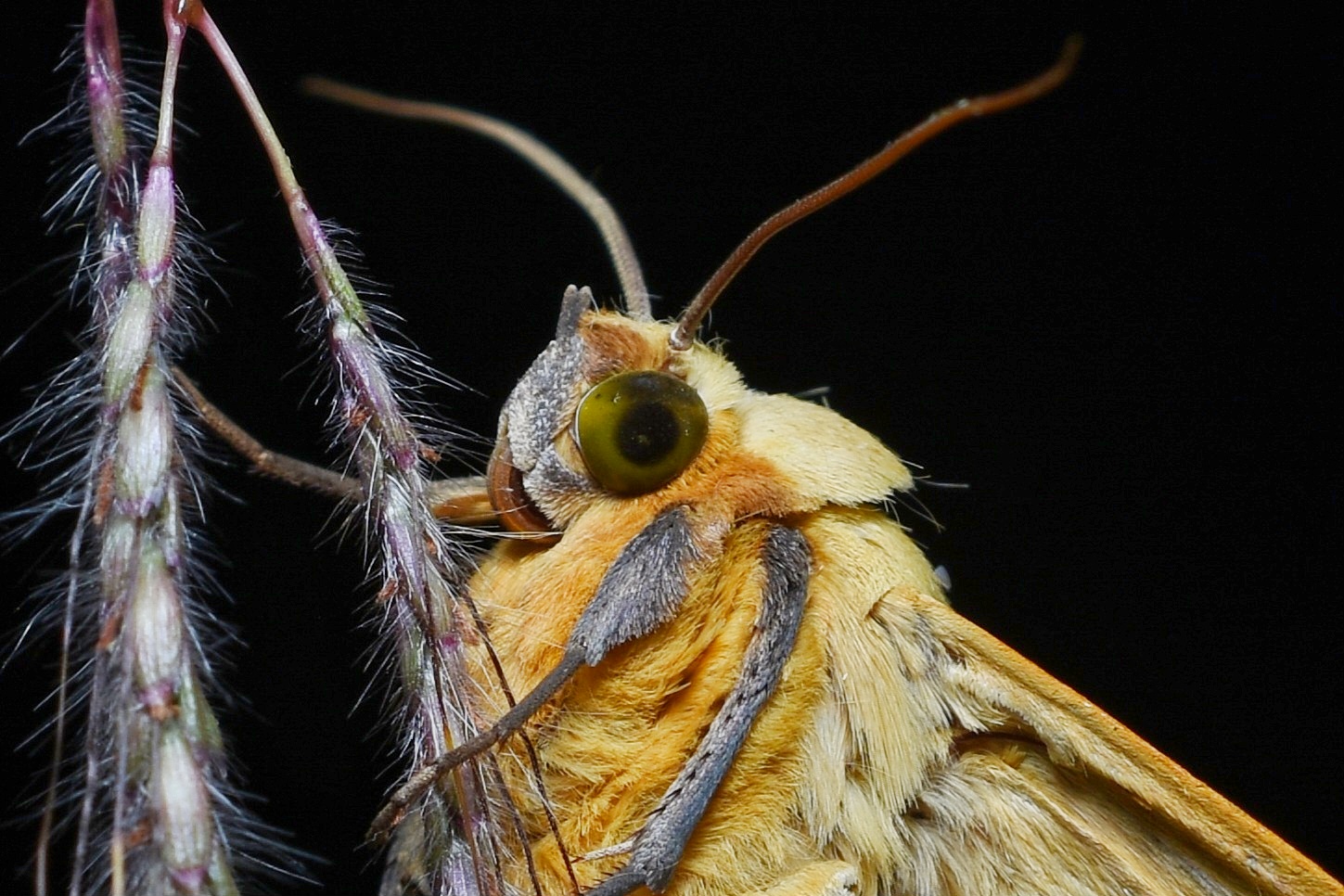 Green Drab Proboscis