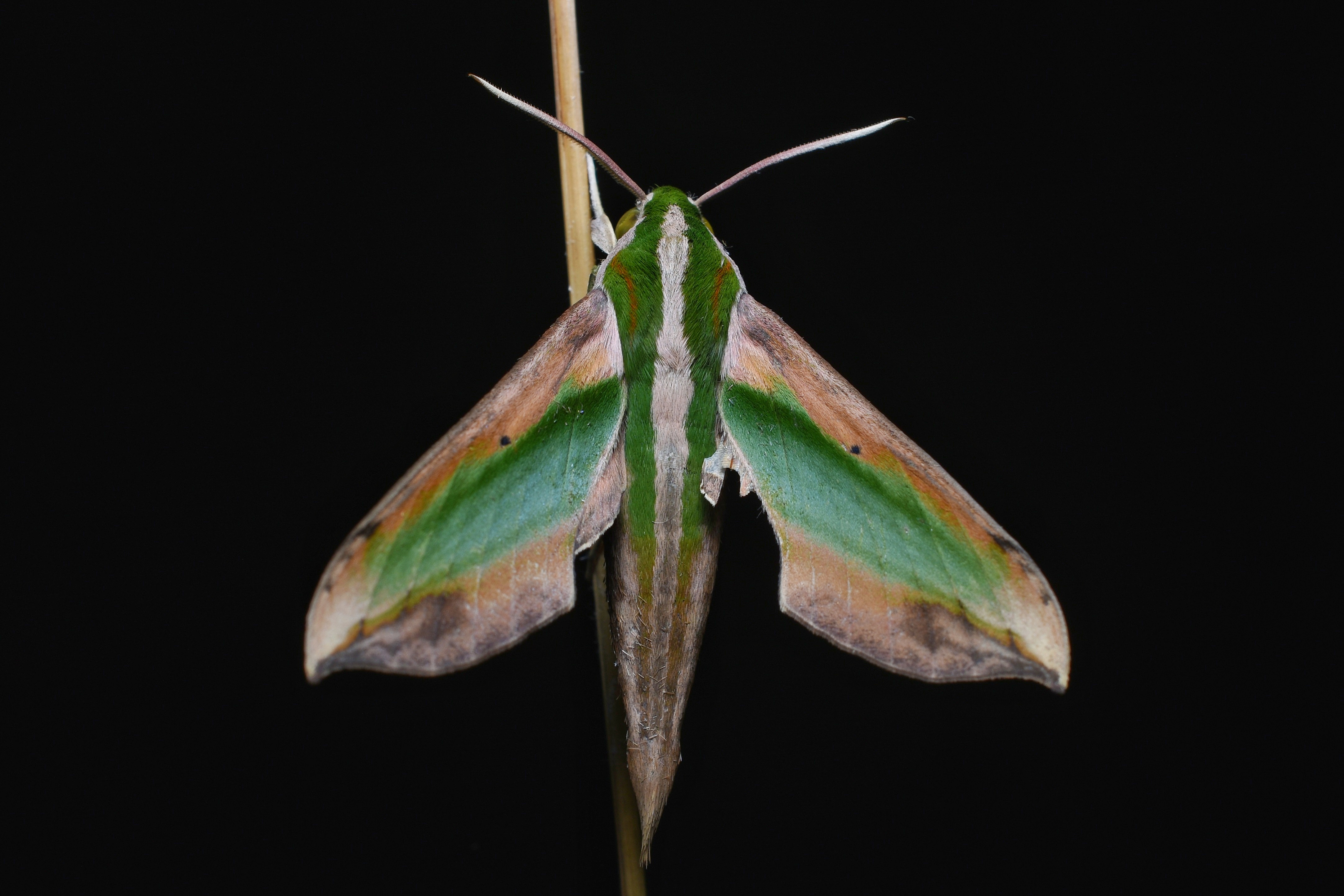 Green Pergesa Hawk Moth