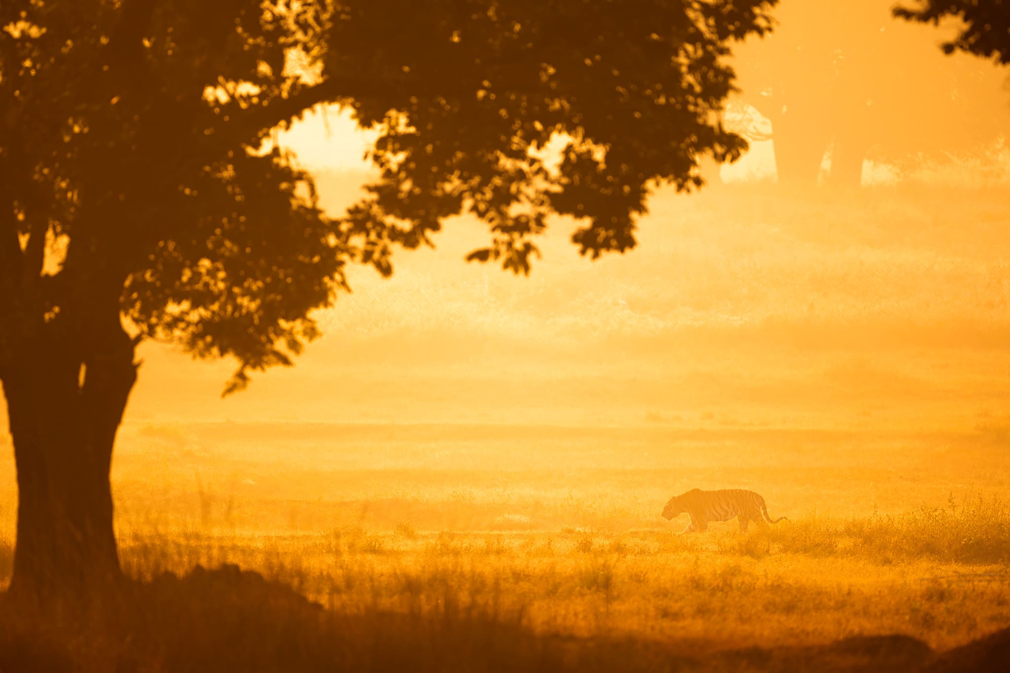Outpost 12 - Kanha landscape at sunrise