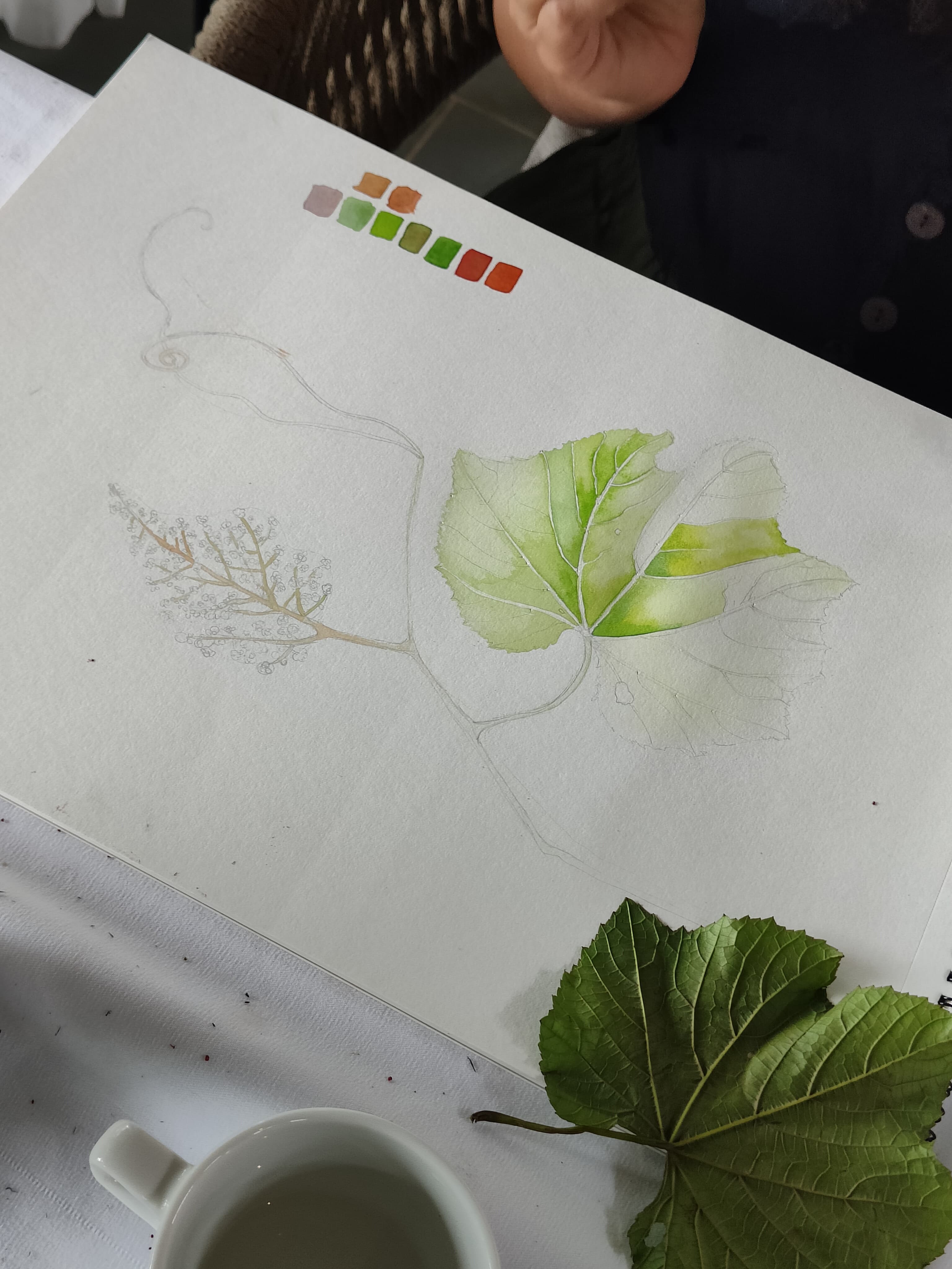 Sketching plants