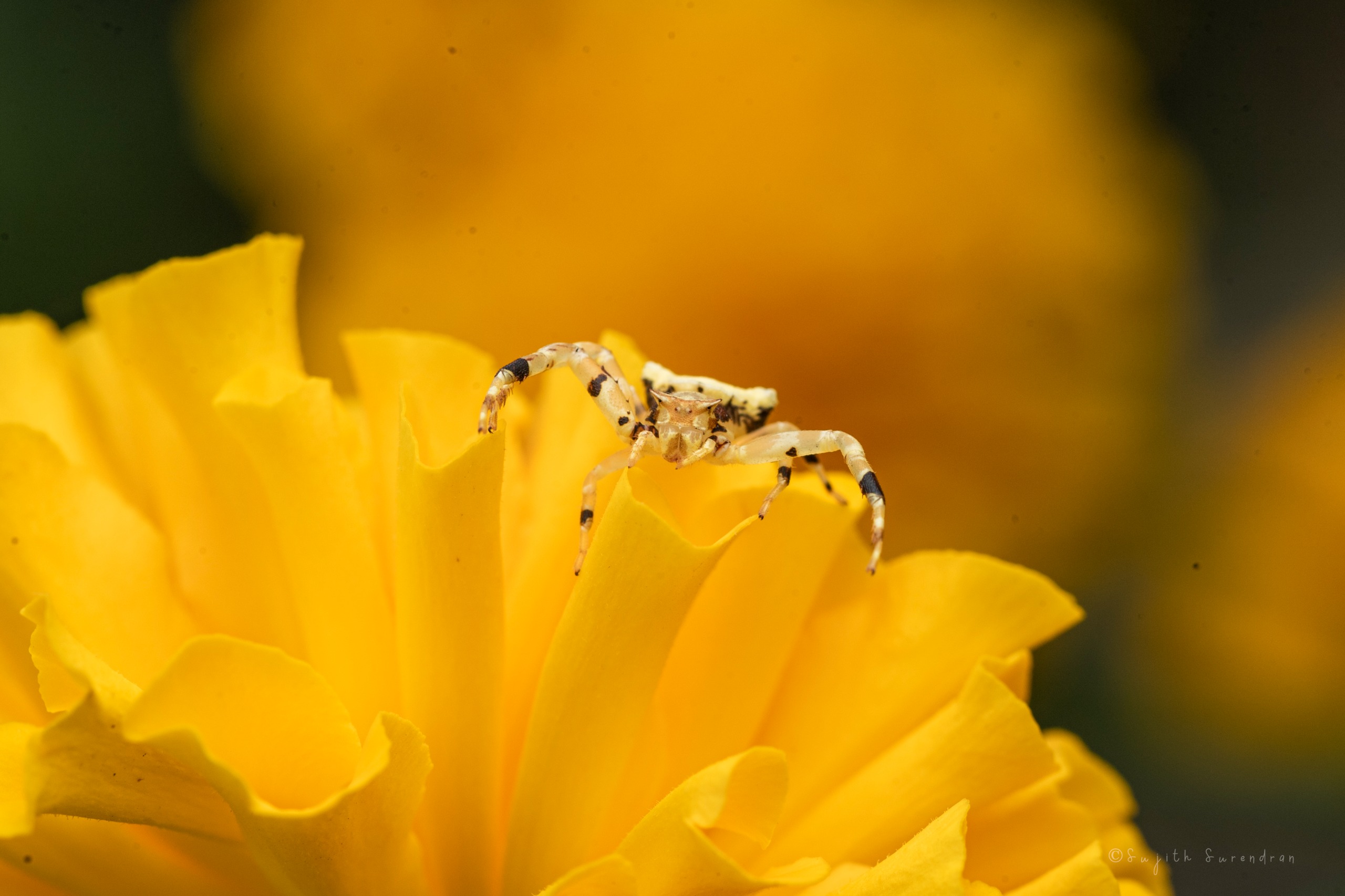 the wilderness studio