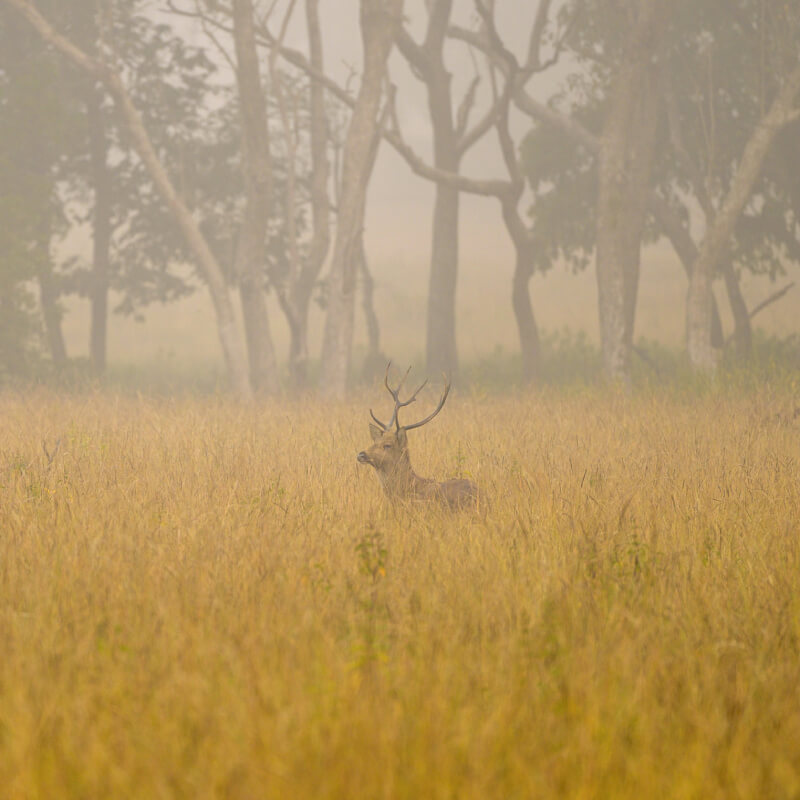 Outpost 12 | Experience Kanha with a forest-first bio-lodge.